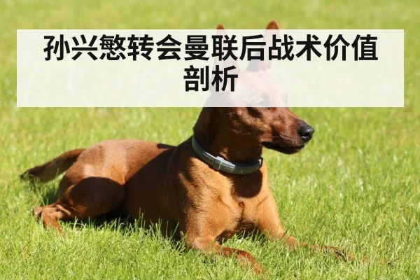 孙兴慜转会曼联后战术价值剖析